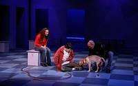 The Curious Incident of the Dog In The Night-Time